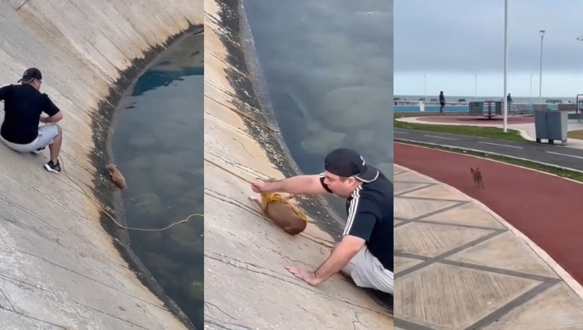 El perrito se fue feliz después de su rescate