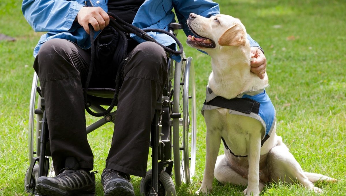 Estos perros de asistencia psiquiatra pueden impedir suicidios Estos perros de asistencia psiquiatra pueden impedir suicidios