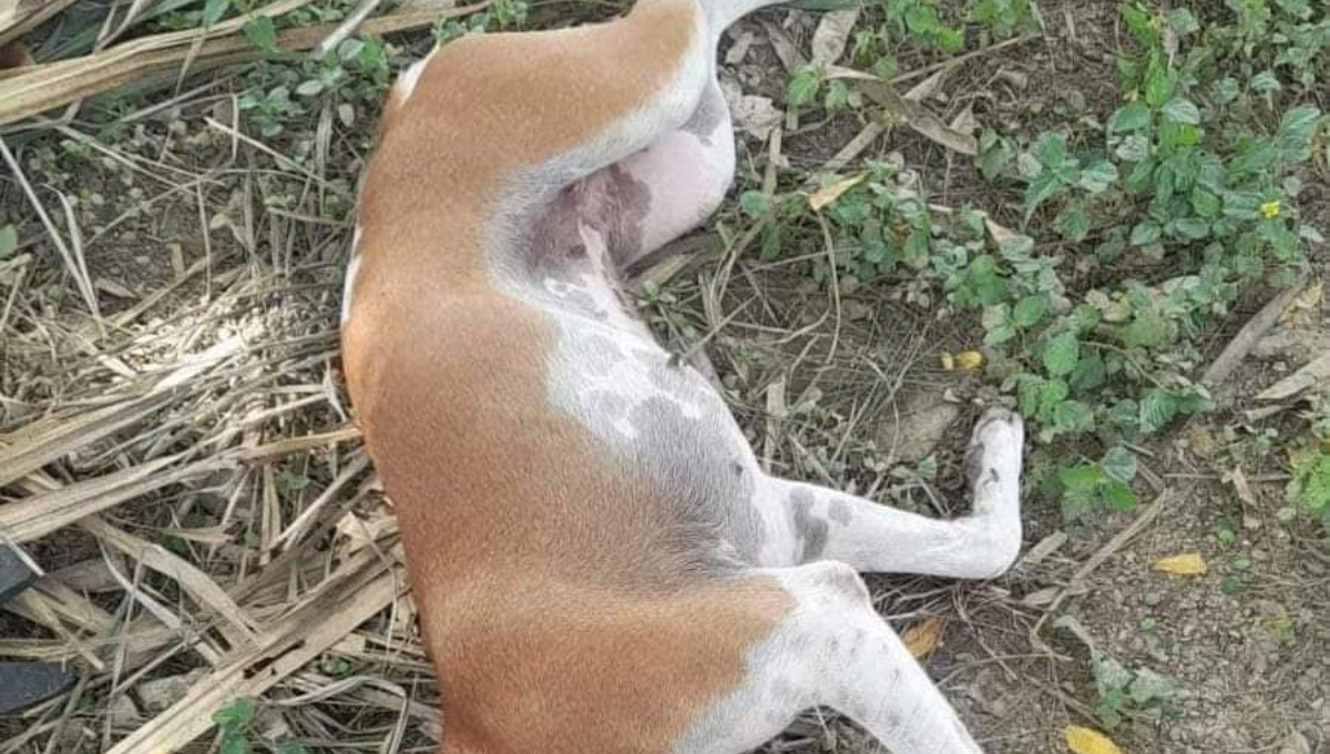 Ciudadanos exigen castigo conforme a la ley para quienes envenenan a los perros Ciudadanos exigen castigo conforme a la ley para quienes envenenan a los perros