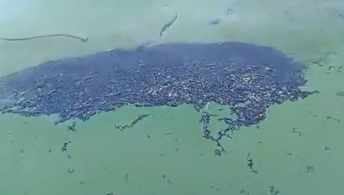 Pescadores de Isla Aguada han reportado daños por esta mancha Pescadores de Isla Aguada han reportado daños por esta mancha