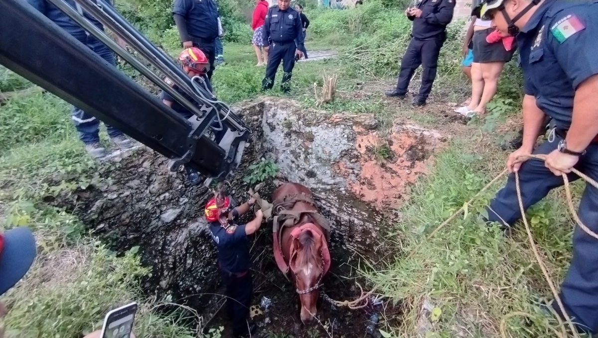 Rescatan a caballo que cayó en un sumidero de más de dos metros de profundidad en Tizimín