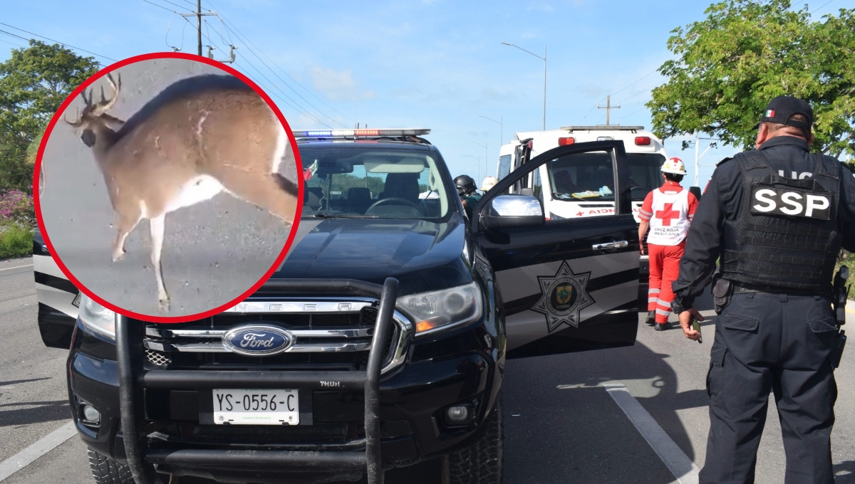 El guiador del auto no pudo esquivar al venado que se atravesó en la carretera