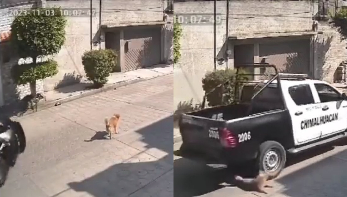 Separan de su cargo a policías de Chimalhuacán, Edomex, tras atropellar a un perro