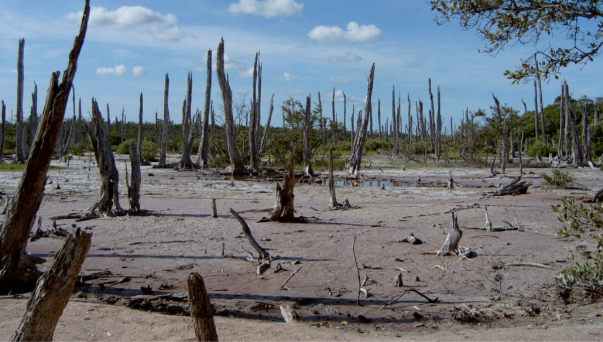 El bosque petrificado es un paisaje único en Yucatán El bosque petrificado es un paisaje único en Yucatán