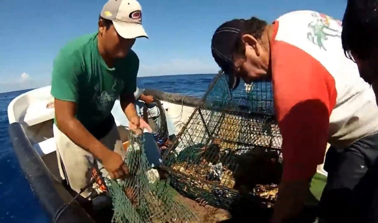 Se colocaron alrededor de 300 estructuras en el lecho marino para el fin de semana. Se colocaron alrededor de 300 estructuras en el lecho marino para el fin de semana.