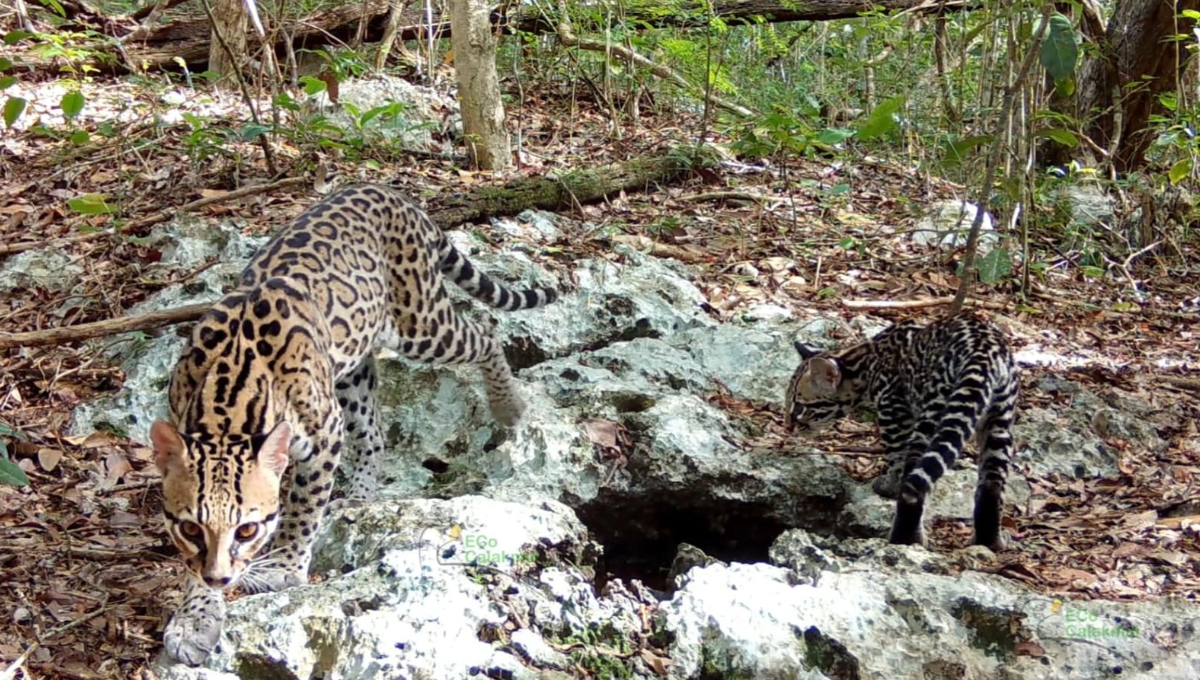 Avistan dos ocelotes en la selva de Calakmul, Campeche
