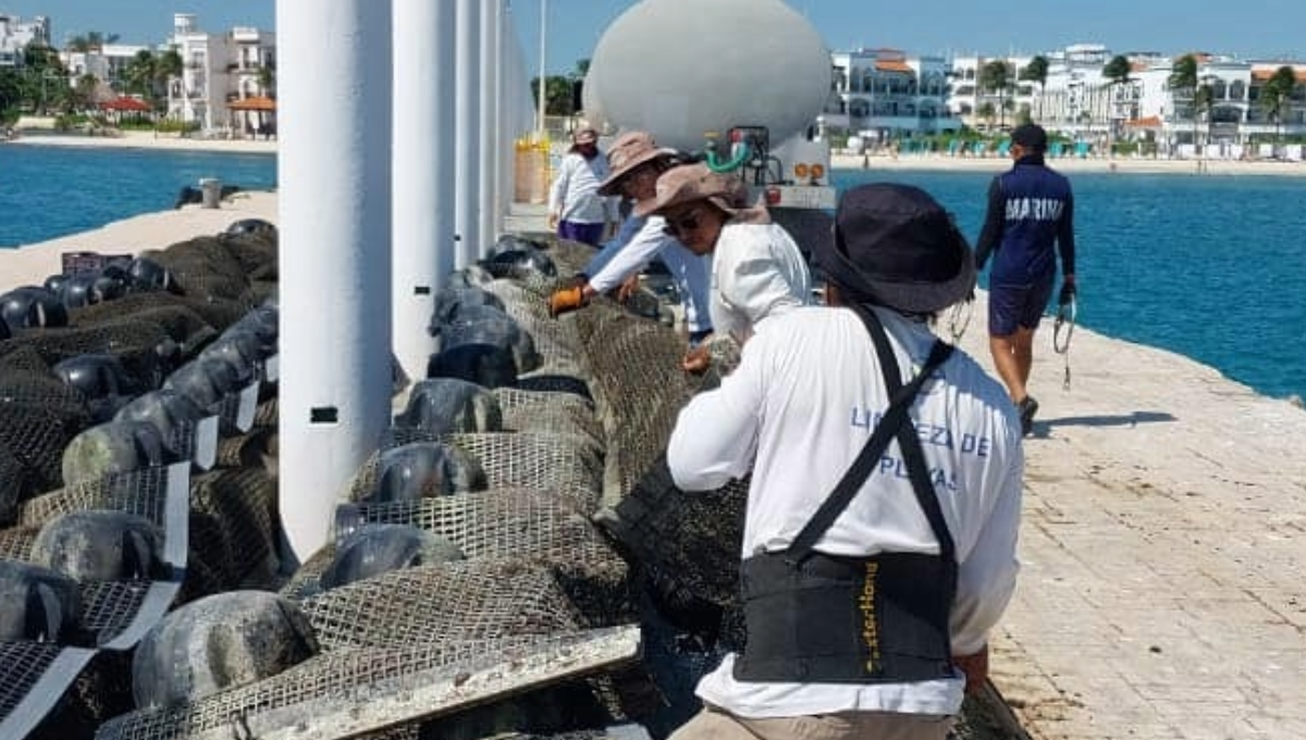 Estos trabajos se realizan en coordinación con la Secretaría de Medio Ambiente Sustentable