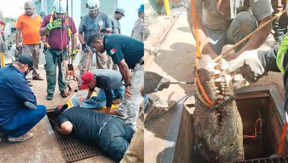 El cocodrilo fue atrapado y liberado en su hábitat natural