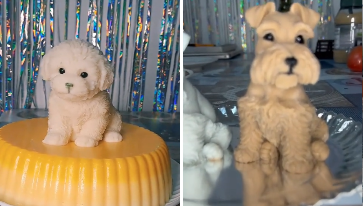 Los perritos se venden desde 100 a 500 pesos