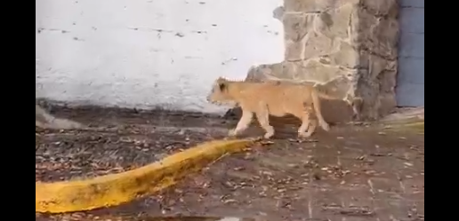 El cachorro de león fue grabado caminando solo en las calles de Zapopan El cachorro de león fue grabado caminando solo en las calles de Zapopan