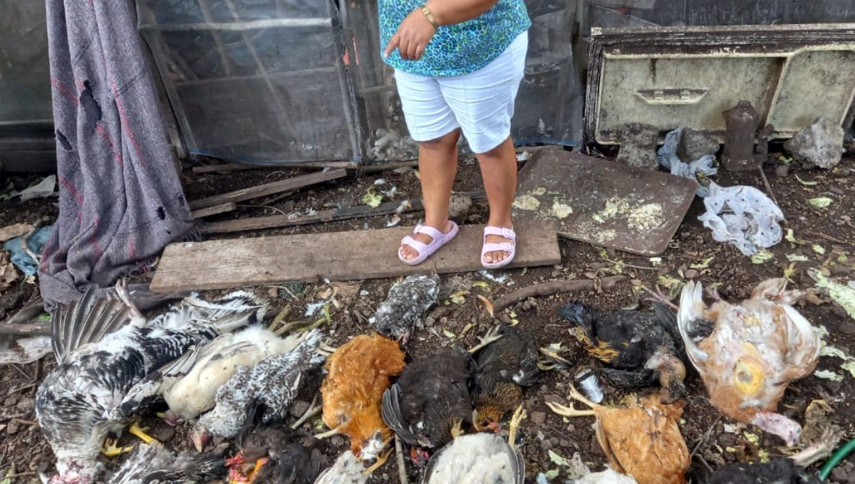 Felino mata a más de 16 aves de corral durante la madrugada en Chetumal