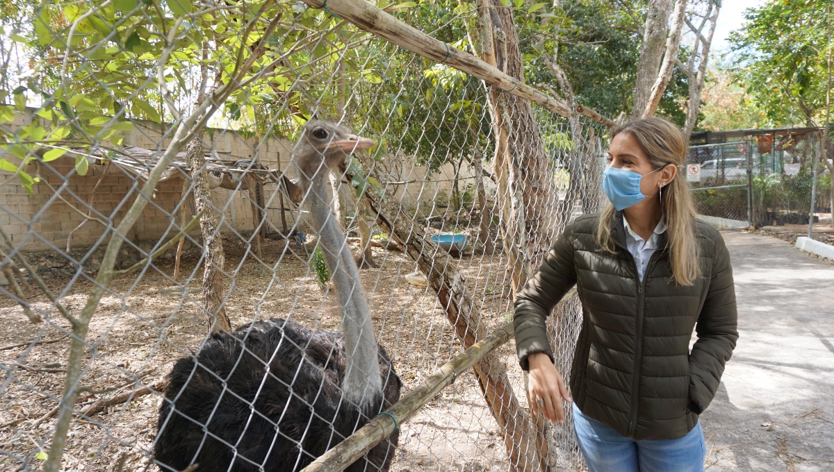 Se vio que los animalitos están entre sus heces y orines Se vio que los animalitos están entre sus heces y orines