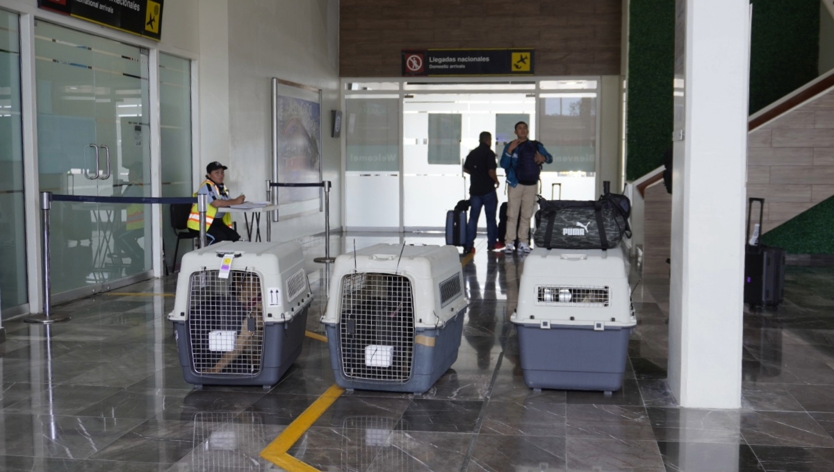 Los perritos recibieron su certificado en el curso en Estados Unidos