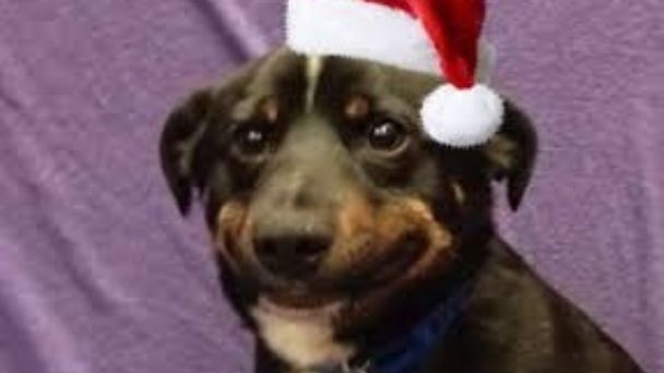 Los memes también les desean Feliz Navidad y próspero Año Nuevo Los memes también les desean Feliz Navidad y próspero Año Nuevo