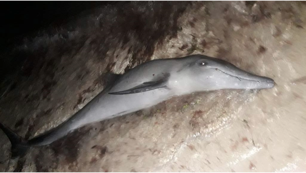 Se desconoce si hay algún plan o lugar en el puerto donde el personal de protección de animales pudiera responder de manera rápida