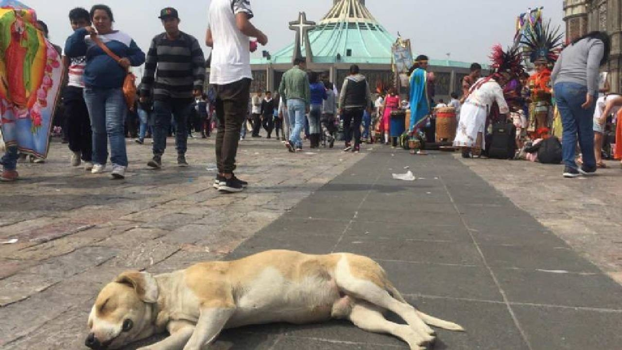 Los perritos ahora esperarán que regresen por ellos o tendrán que conseguir su propio alimento