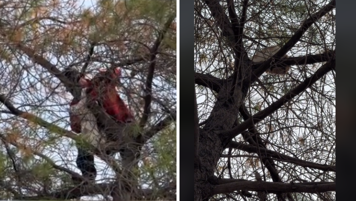 El gatito no parecía tener intención de bajar del árbol El gatito no parecía tener intención de bajar del árbol
