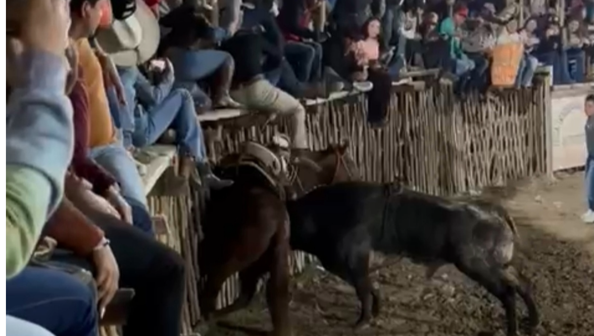 Después de que ocurrieran los hechos y falleciera el caballo, el toro fue arrastrado y lo regresaron a su camión Después de que ocurrieran los hechos y falleciera el caballo, el toro fue arrastrado y lo regresaron a su camión