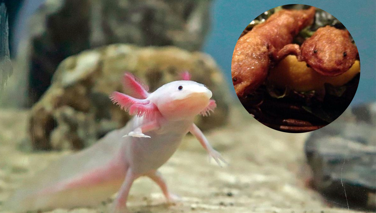 Los usuarios comenzaron a dejar fuertes críticas con respecto a su menú con ajotes, ya que es una especie endémica proveniente de México Los usuarios comenzaron a dejar fuertes críticas con respecto a su menú con ajotes, ya que es una especie endémica proveniente de México