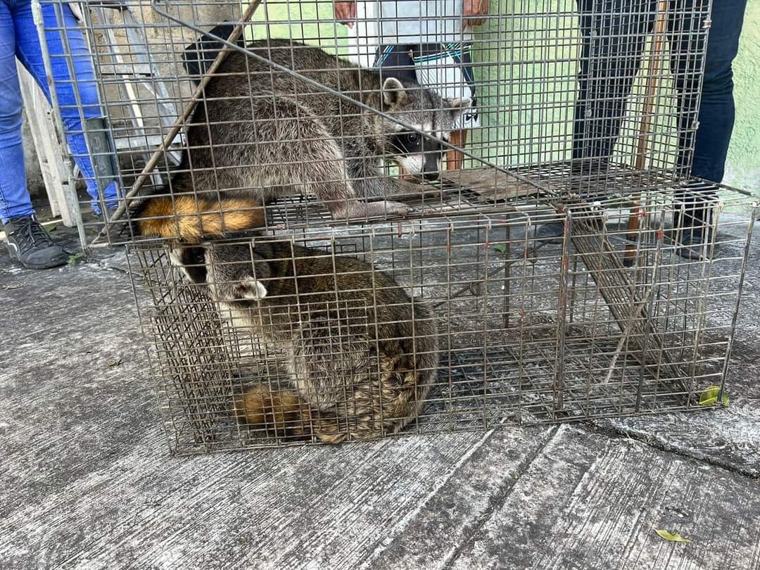 Fueron rescatados por personal especializado y llevados un área de la Zona Norte