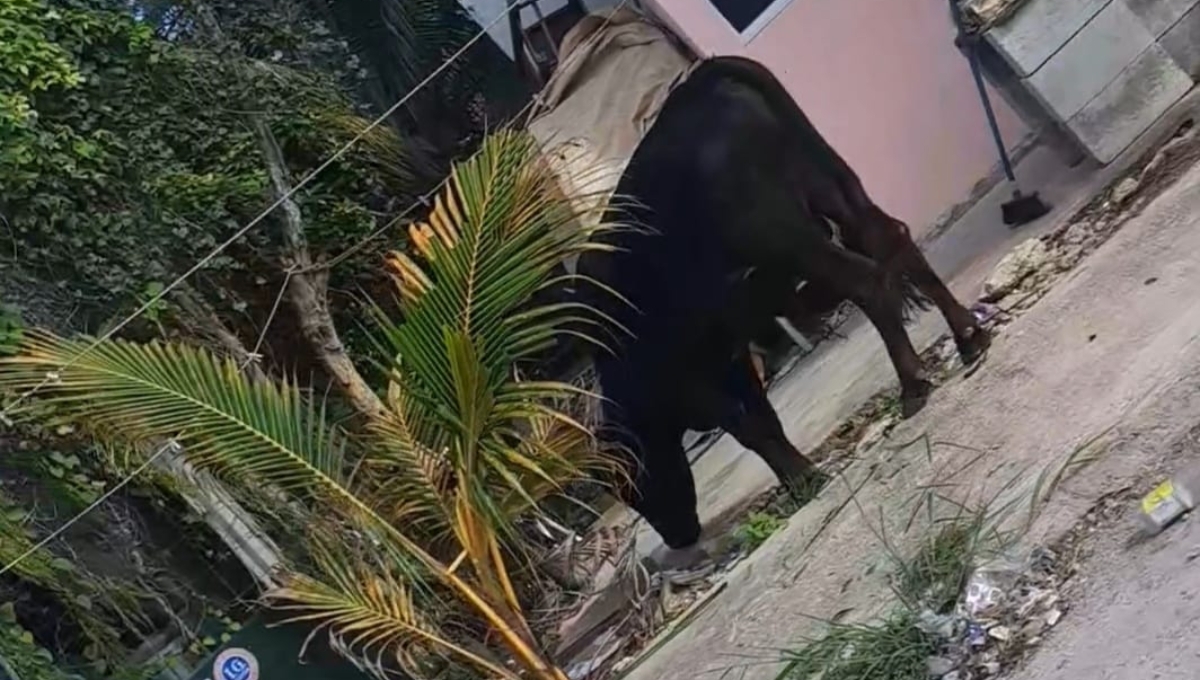 El toro se encontraba buscando alimento entre las casas