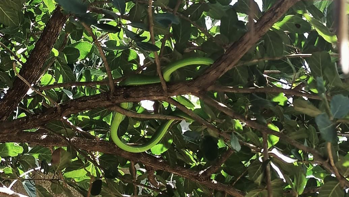La serpiente medía 70 centímetros