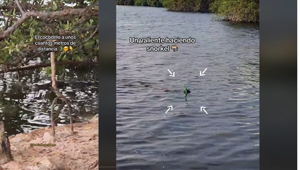 Hombre es captado haciendo snorkel a unos metros de un cocodrilo en una laguna de Cancún