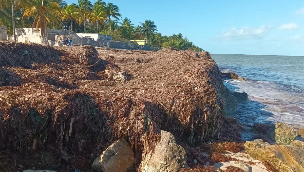 En días pasados, el mar se alejó varios metros de su lugar, pero en su regreso fue acompañado de este producto