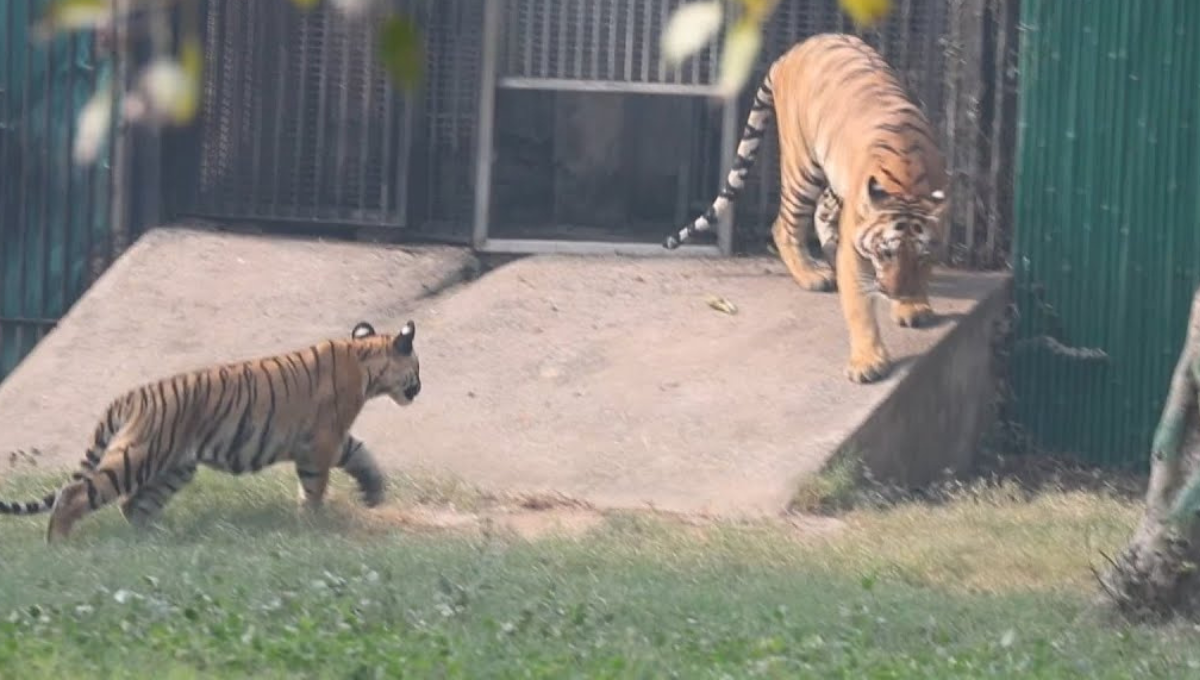 En La India hay un registro de más de 3 mil tigres