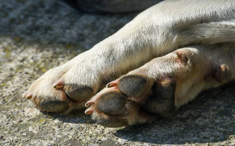 El detenido habría asesinado a seis perritos en el estado de México El detenido habría asesinado a seis perritos en el estado de México