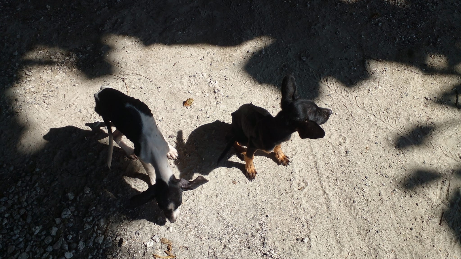 Animalistas denuncian el 'desamparo' de perritos en el Parque Garrafón en Isla Mujeres