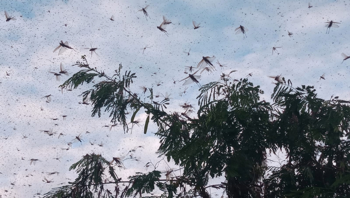 La langosta afecta no solamente el maíz, también afecta árboles frutales y silvestre