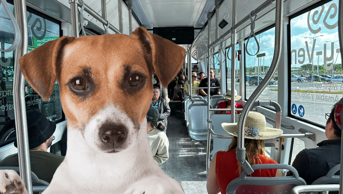 El IE-TRAM se encuentra en operación con rutas a Teya y en Kanasín
