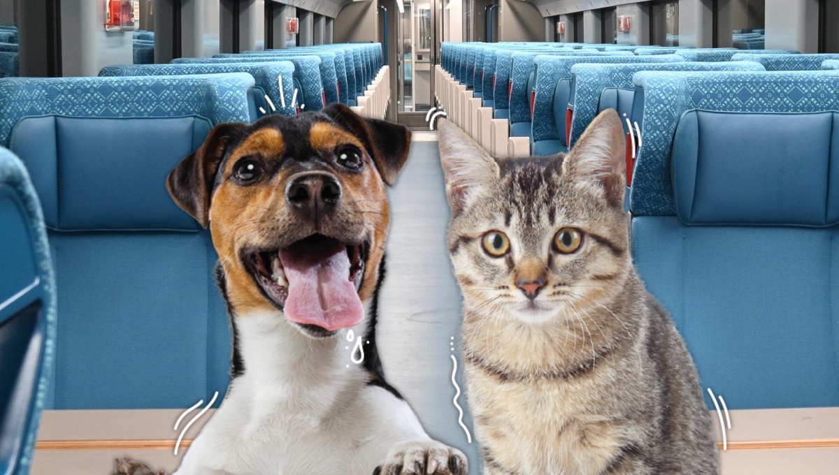 El Tren Maya si permite viajar con mascotas El Tren Maya si permite viajar con mascotas