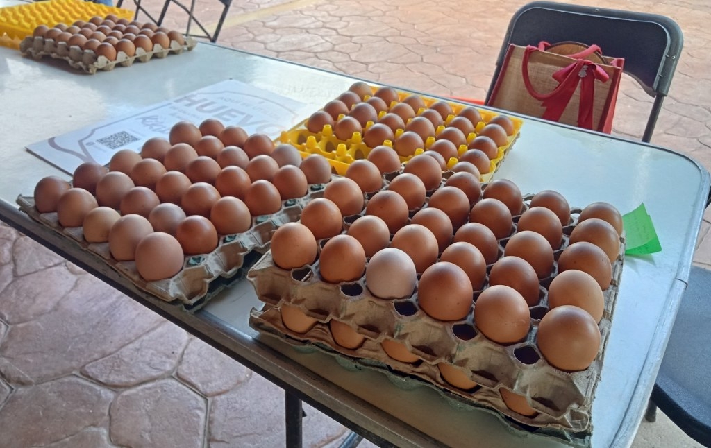 Aseguran que la cría de gallinas ponedoras se realiza de manera natural, evitan químicos