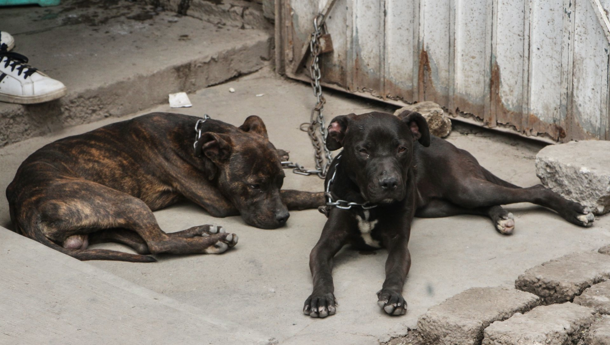 2023, el año más violento para los perros y gatos en Mérida