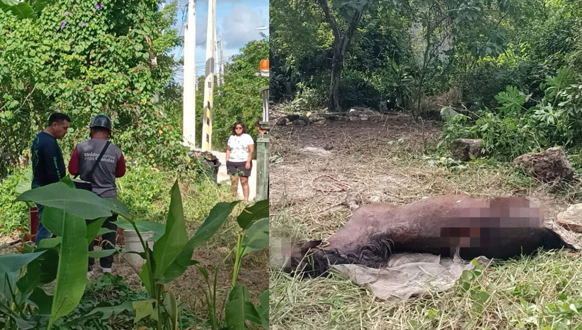
Afirman que van varios incidentes similares en Las Fincas
