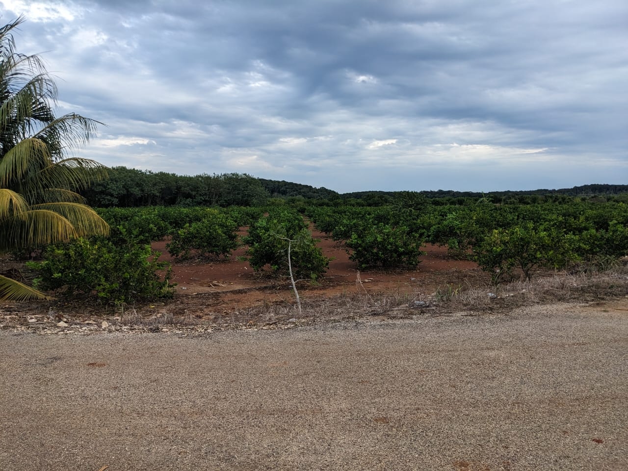 Ahora se cultivan limones