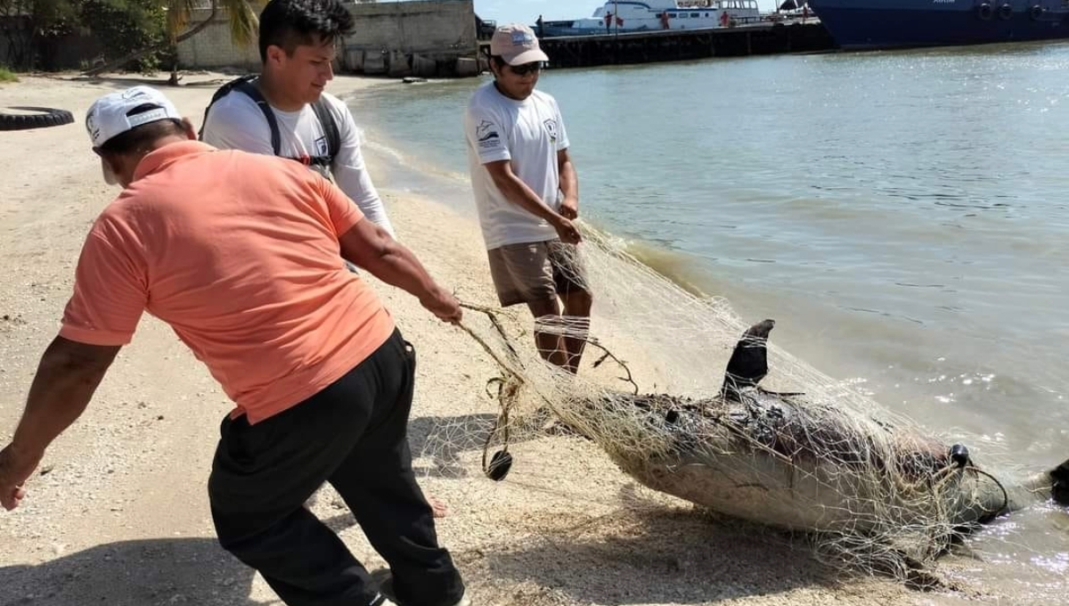 El delfín fue visto en Plana Norte, Ciudad del Carmen