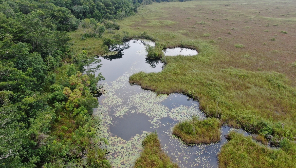 Las nuevas áreas de eeservas combaten deforestación
