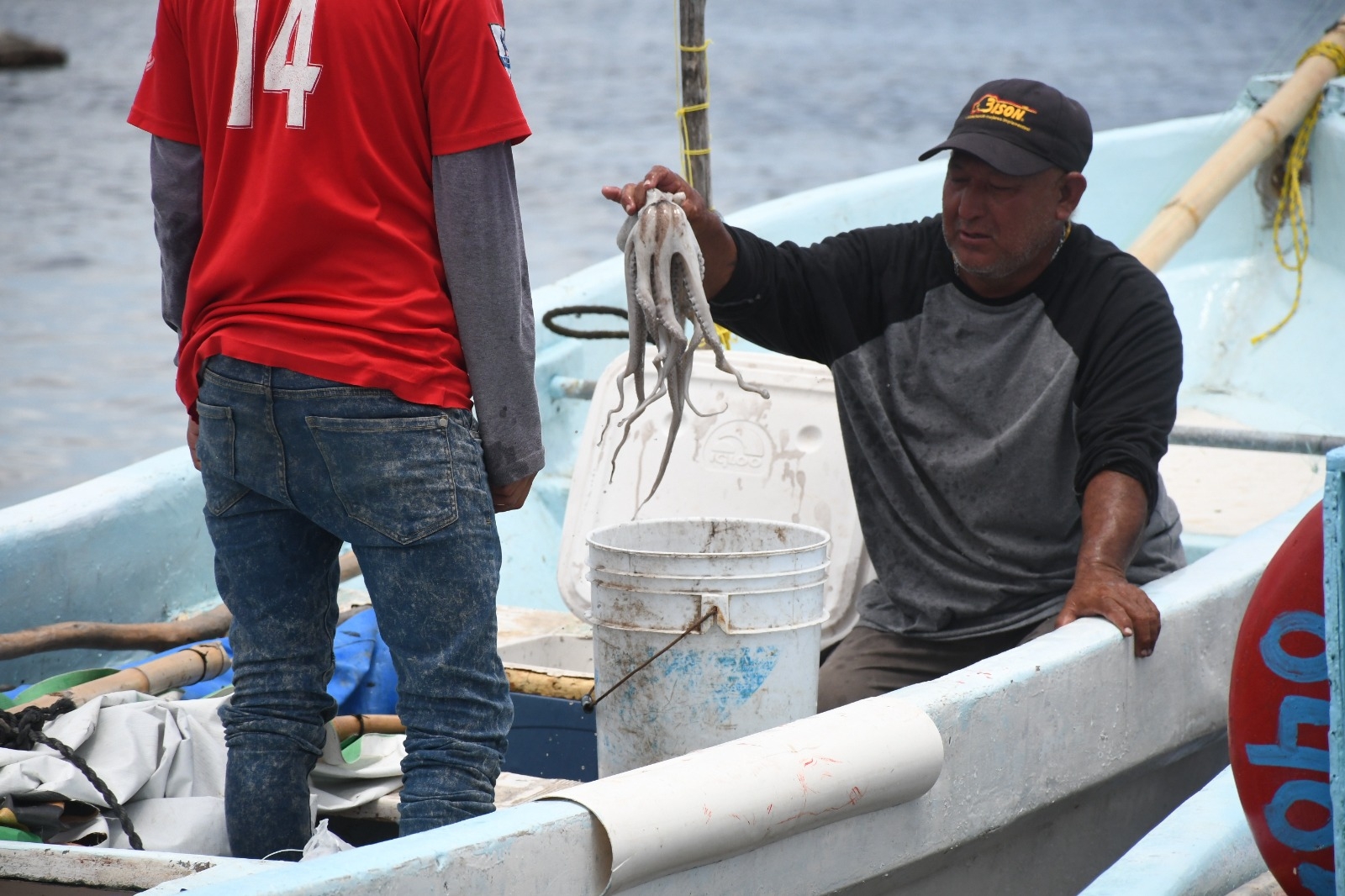 Sin control la depredación de pulpo en Campeche Sin control la depredación de pulpo en Campeche