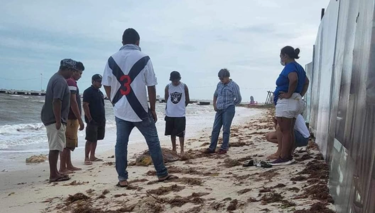 Las agrupaciones locales de protección de las tortugas han informado de distintos varamientos a lo largo de la costa Centro del Estado Las agrupaciones locales de protección de las tortugas han informado de distintos varamientos a lo largo de la costa Centro del Estado