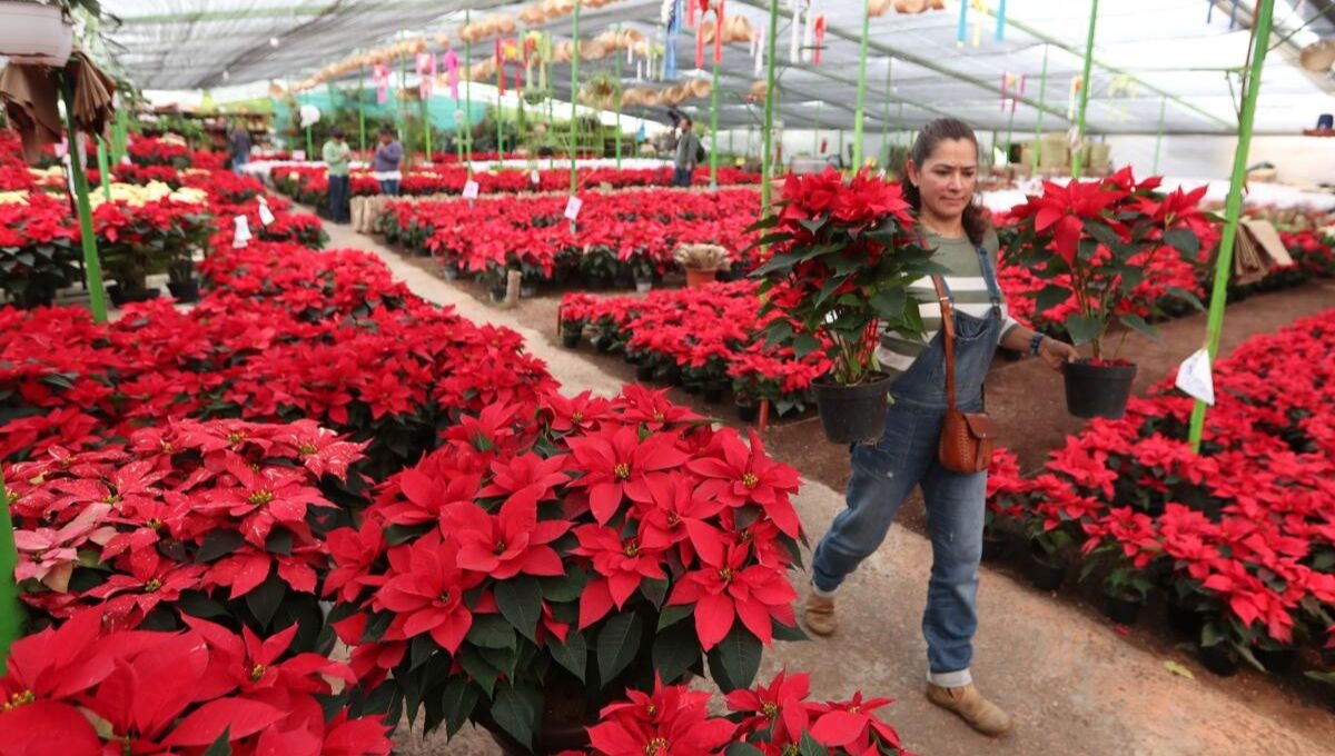 El 8 de diciembre se celebra el Día Nacional de la Nochebuena, la planta en maceta más vendida del mundo y símbolo de la navidad