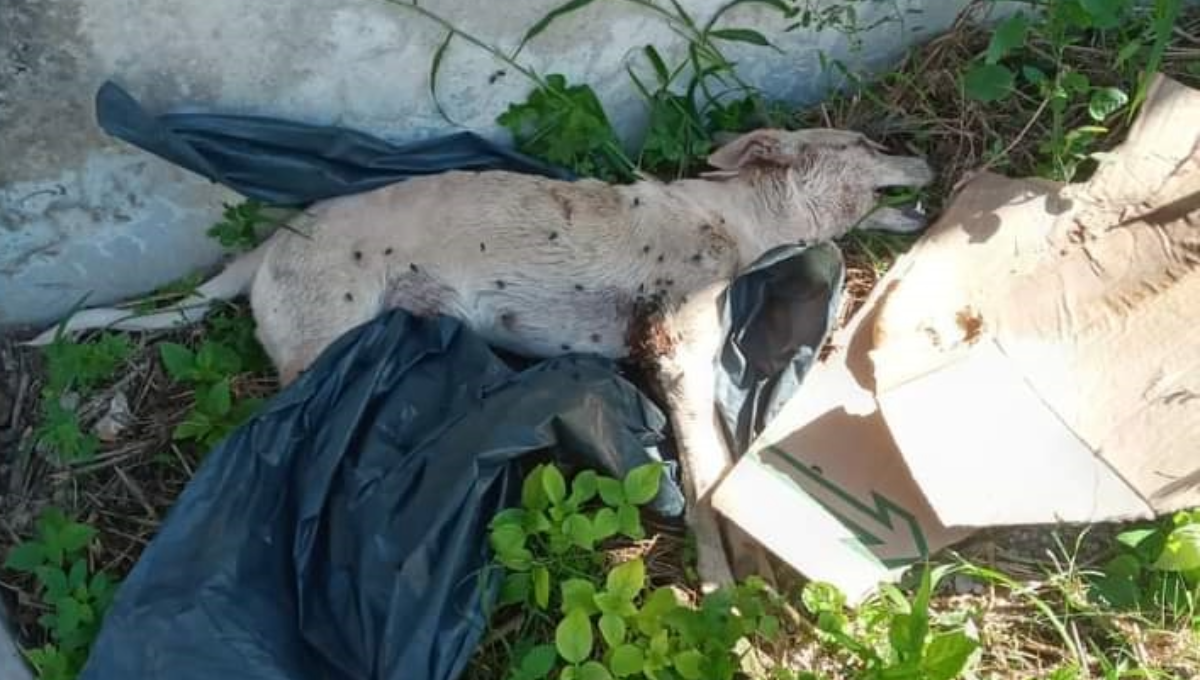En Tizimín, dejan de tres a cinco perros en la basura