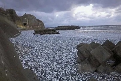Encuentran miles de sardinas muertas en costas de Japón Encuentran miles de sardinas muertas en costas de Japón