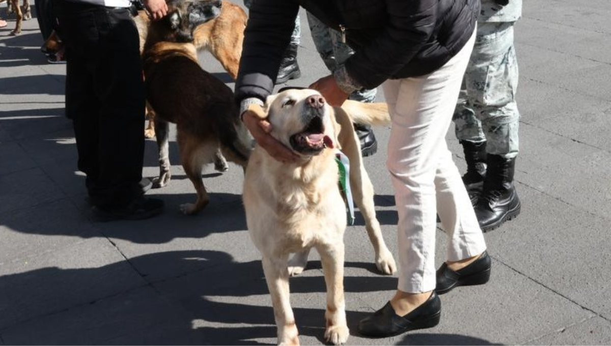 Los 34 perros serán entregados a familias para tener un nuevo hogar Los 34 perros serán entregados a familias para tener un nuevo hogar