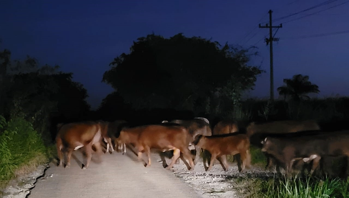Algunos conductores reportaron a los agentes locales que cerca de 100 reses se encontraban tapando la carretera