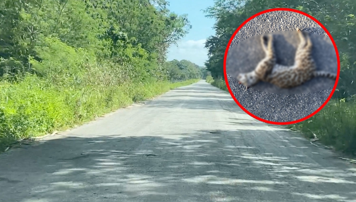 El animal perdió la vida por el impacto El animal perdió la vida por el impacto