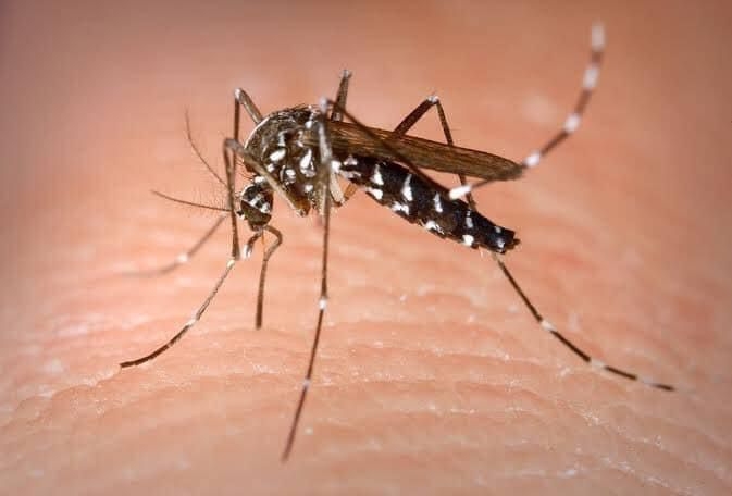 En la última semana, la patología vectorial se duplicó, pues en esta ocasión se diagnosticaron 49 positivos al virus