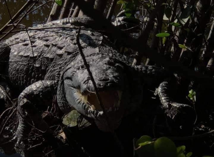 En Progreso, reportan avistamiento de un caimán de más de 100 kilos